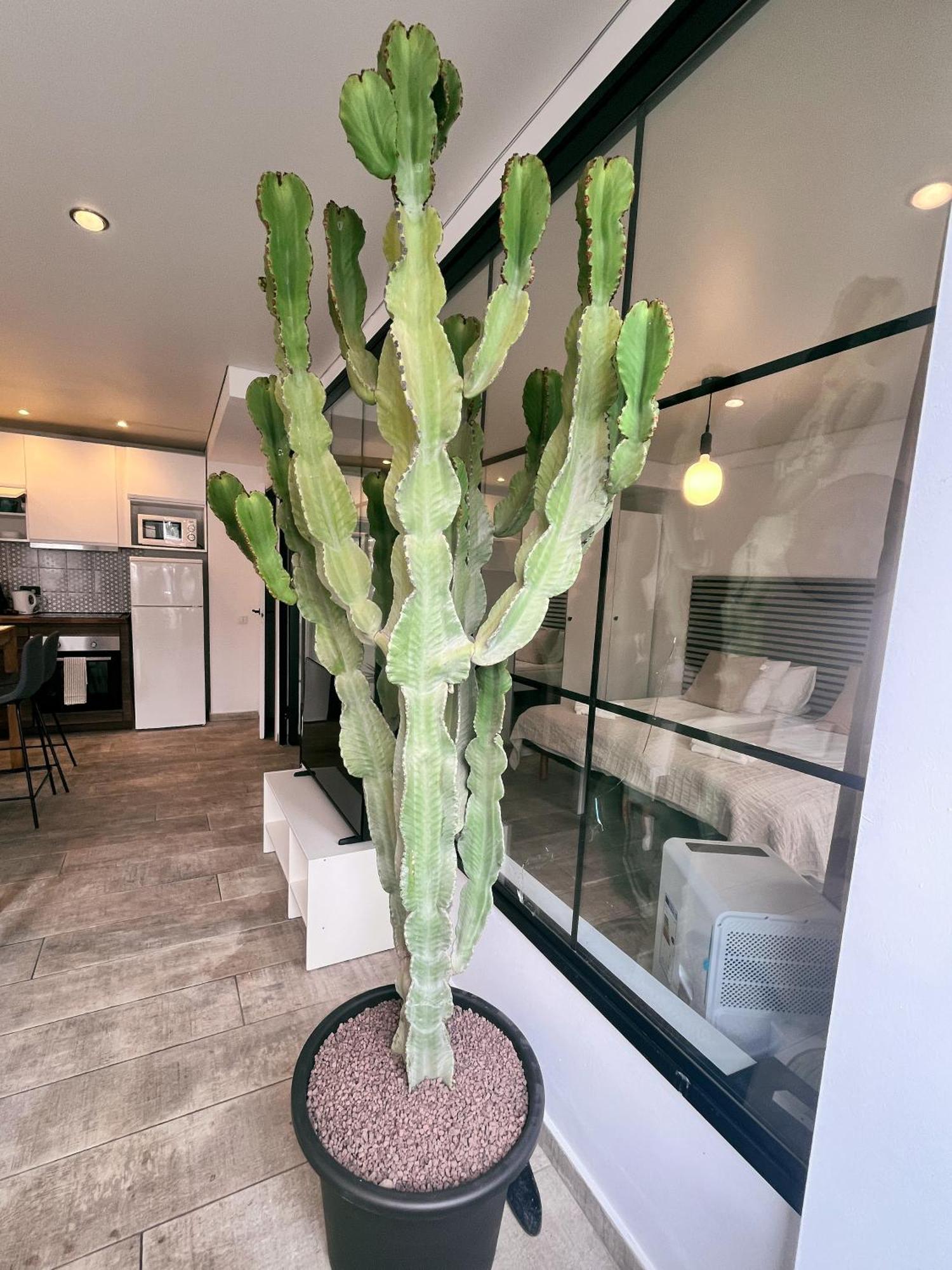 Cactus *